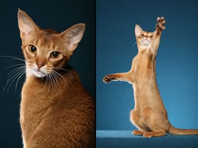 Helmi Flick Cat Photography  - photos copyright Helmi Flick
