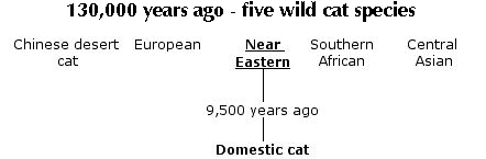 Domestication of the near eastern wildcat