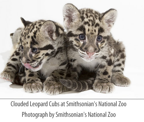 Clouded leopard cubs