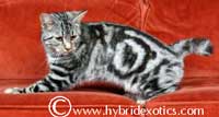 desert lynx cat