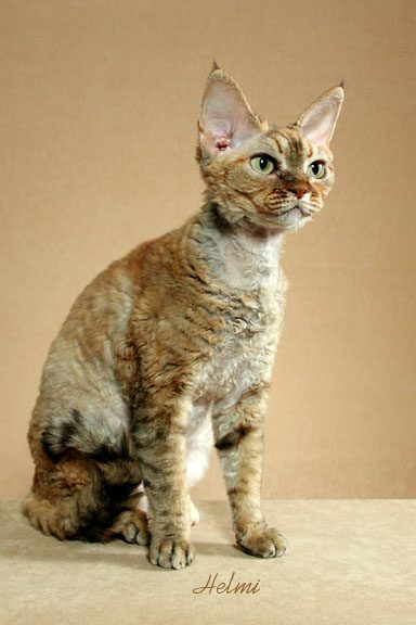 Devon Rex cat