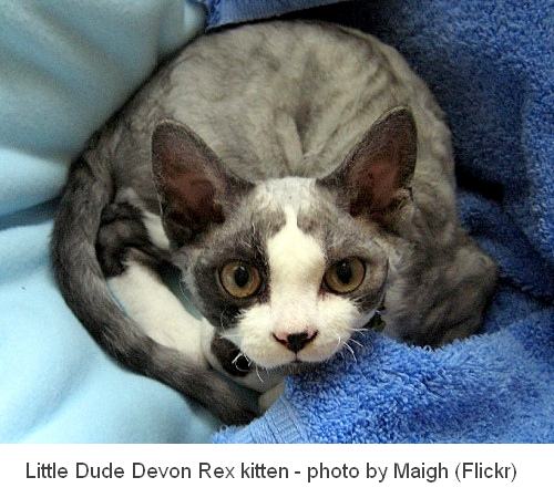 Devon Rex Cat on a blue background