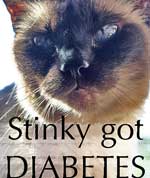 diabetic cat