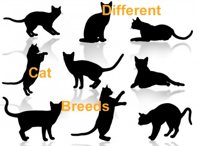 different cat breeds