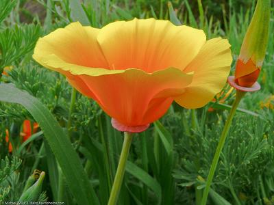 California Poppy - used in flower essences - Photo by mikebaird (Flickr)