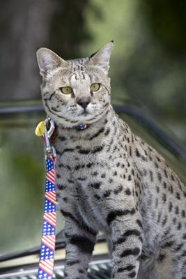 F2 Savannah Cat Homing Instinct - PoC