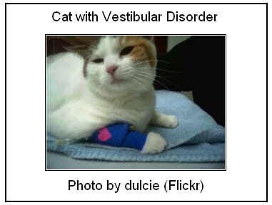 Feline Vestibular Disorder