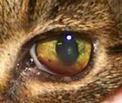 felv cats eye yellow