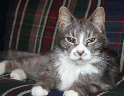 A FeLV cat who had FeLV years ago. I hope he had a decent life.