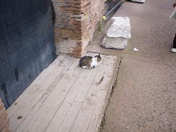 feral cat Rome