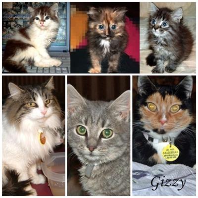 My 6 rescues from the Greenville shelter