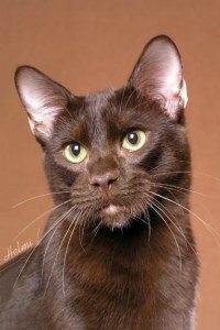 havana brown cat