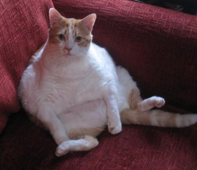 Moe a famous fat cat - photo by danperry.com