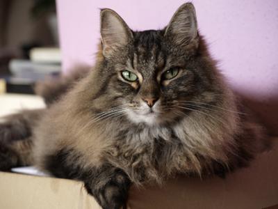 Milly - our old Norwegian Forest Cat