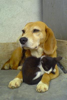 Beagle and kitten in harmony - Photo by Claudio Matsuoka (Flickr)