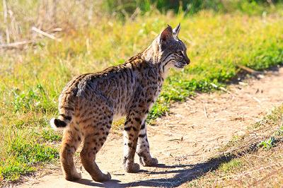 Bobcat - photo by Beth Sargent (Away) - Flickr)