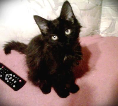 Midnight Munchkin Whineybutt Midnight Munchkin Whineybutt