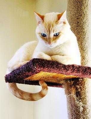 Cat indoors on a man made cat tree - photo by dacotahsgirl (Flickr)