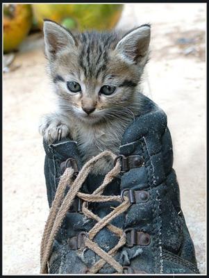 The domestic cat as an invasive species? Balderdash - Photo by Eran Finkle (Flickr)