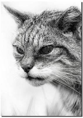 Scottish Wild cat - Photo by gnasheruk
