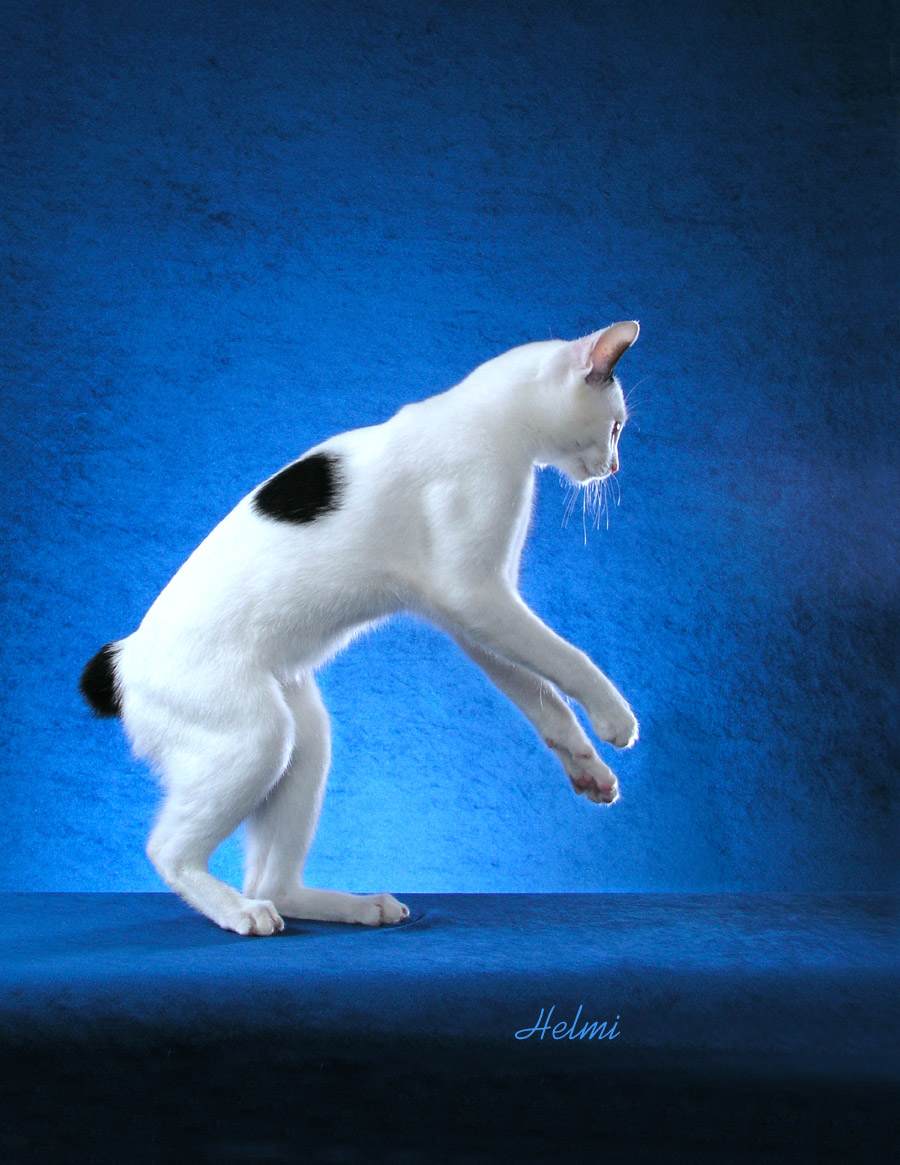 Japanese Bobtail cat - pictures of cats