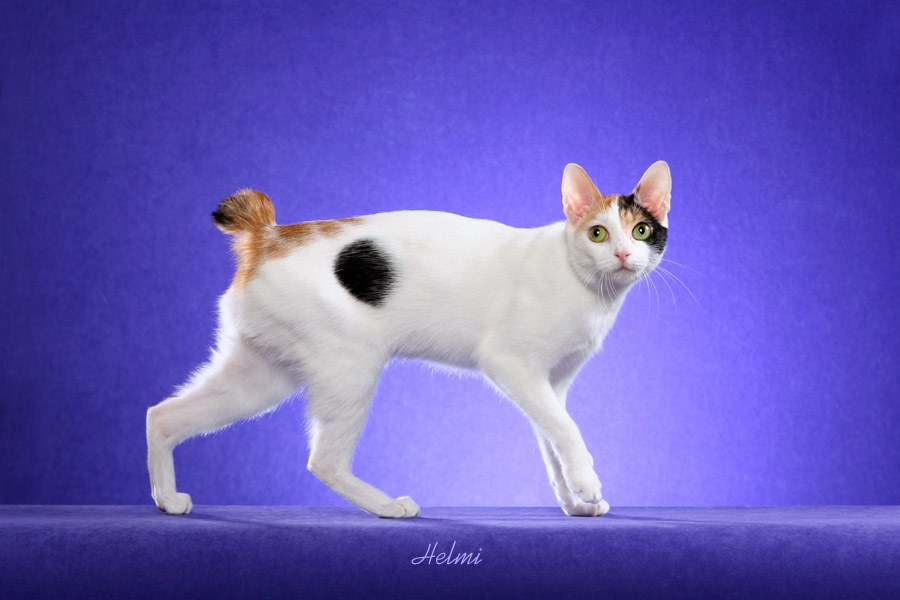 Japanese Bobtail cat - pictures of cats