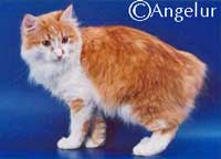 Karelian Bobtail cat