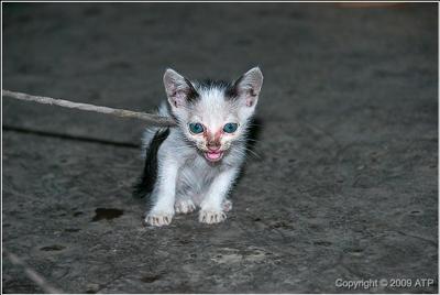 Kitten tied up to a pole - photo copyright www.picturescloset.com
