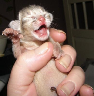 Kittens are born with claws