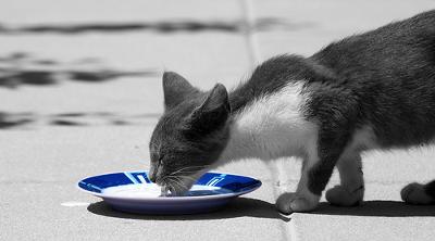 Cat drinking milk - Photo copyright pepozzo (Flickr)