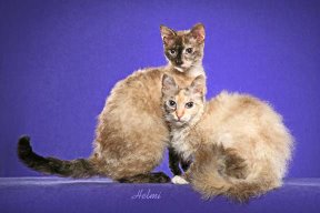 LaPerm Cat – PoC