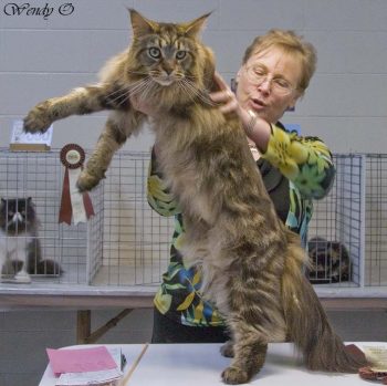very big Maine Coon cat