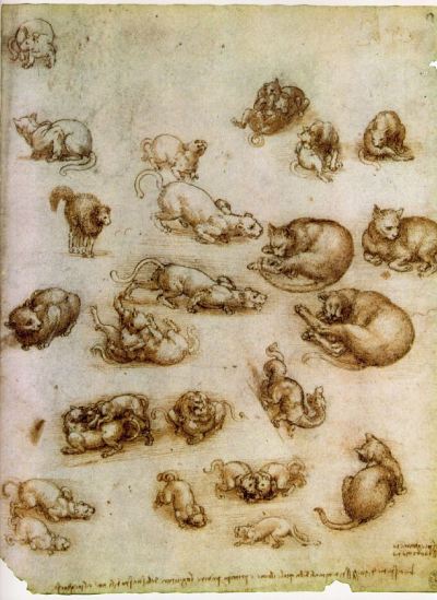 Leonardo da Vinci Study of Cat Movements and Positions