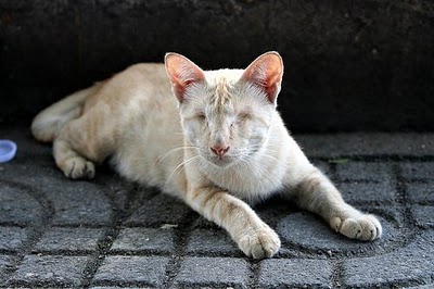 Blind Cat Thailand - Photo by AkumAPRIME (Flickr)