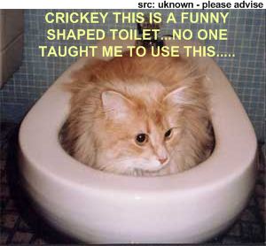toilet train cats