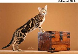 Marble Bengal cat lucia
