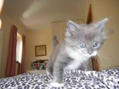Mag as a small kitten