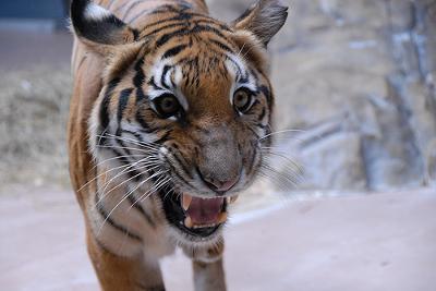 Indochinese tiger (why do I show this tiger? - see below please) - photo by guppiecat (Flickr) Creative Commons