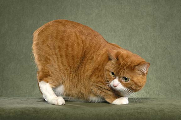 A show standard Manx cat without a tail.