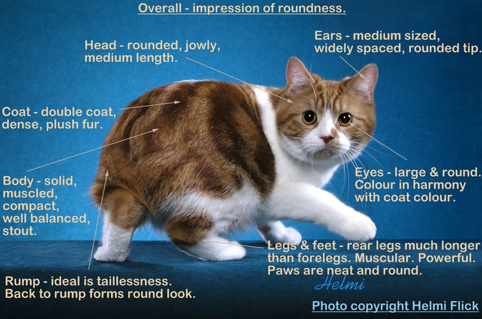 Manx cat illustrated breed standard
