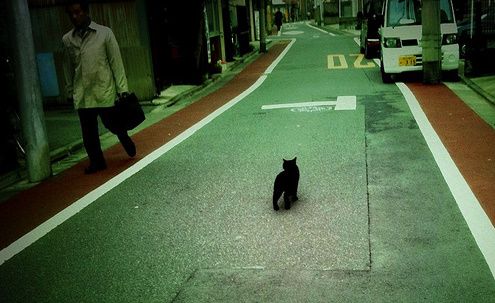 Black stray or feral cat photographed by MAR in Toyko