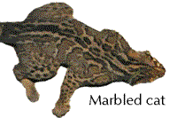 Marbled cat