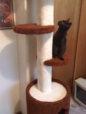 Monty on his new scratching post