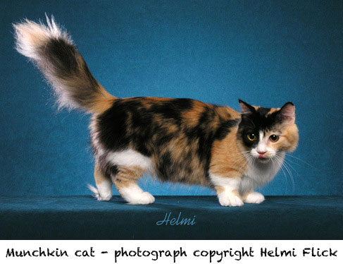 Tiffany cat picture