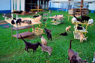 Photo added by Michael (Admin) - There are about 36 cats in this picture taken in a great sanctuary in Brazil - by fofurasfelinas (Flickr)