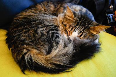 Cat Asleep photo added by Admin - photo by Nimages DR