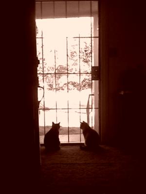 My Siamese Cats Koko and Mandesa