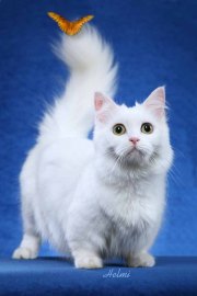 napoleon dwarf cat