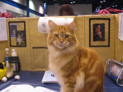 Orange Maine Coon cat added by Michael (Admin) to illustrate article - this is a tabby MC - photo krisandapril (Flickr)