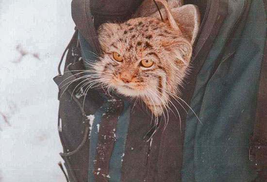 Cute Pallas's cat in rucksack